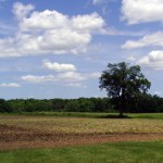 FarmField&Sky