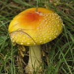 Yellow mushroom in grass Michniewicz 032