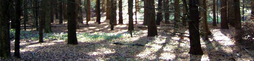 Pine, Spruce, Hickory Forest, Portage Creek