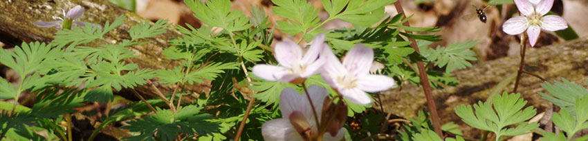 Creekshead Preserve Wildflowers