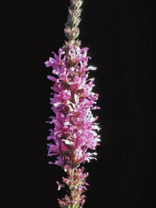 purple loosestrife, michigan wildflower, michigan invasive species