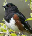 “Create a Brush Pile and Watch Your Local Birds Thrive!” From eNature.com