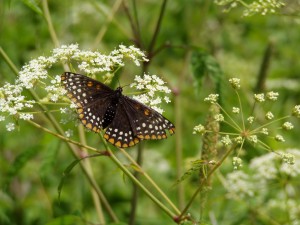 Butterfly, Manchester Michigan