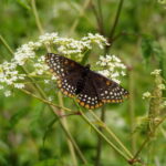 Announcing the Murray Easement!