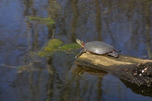 Painted Turtle, Turtle