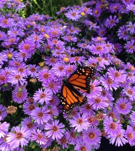 Monarch, Butterfly