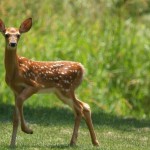 Land Partner Gathering — Wildlife Visitors