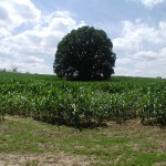 185 Acres of Farmland Protected in Washtenaw County
