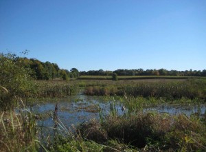 Preserved Land, manchester michigan, legacy land conservancy
