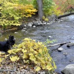 Huron River Watershed Council – Bioreserve Natural Areas Assessment Program