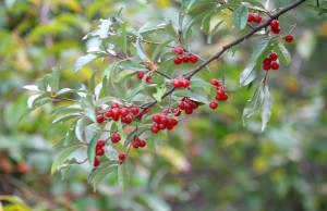 Autumn Olive, Invasive Species, Michigan invasive species