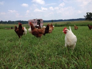 Free Range Chickens, Brines Farm, Legacy Land Conservancy