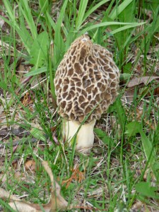 Morel Mushroom, Mushroom certification, wild mushroom identification