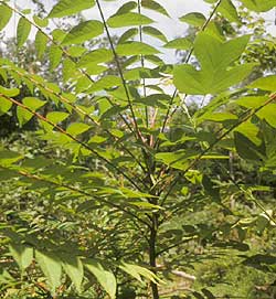 Tree of Heaven, Invasive Species, Michigan Invasives