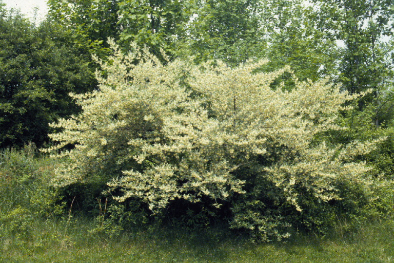 Michigan Invasive Species, Autumn Olive, Michigan Invasives