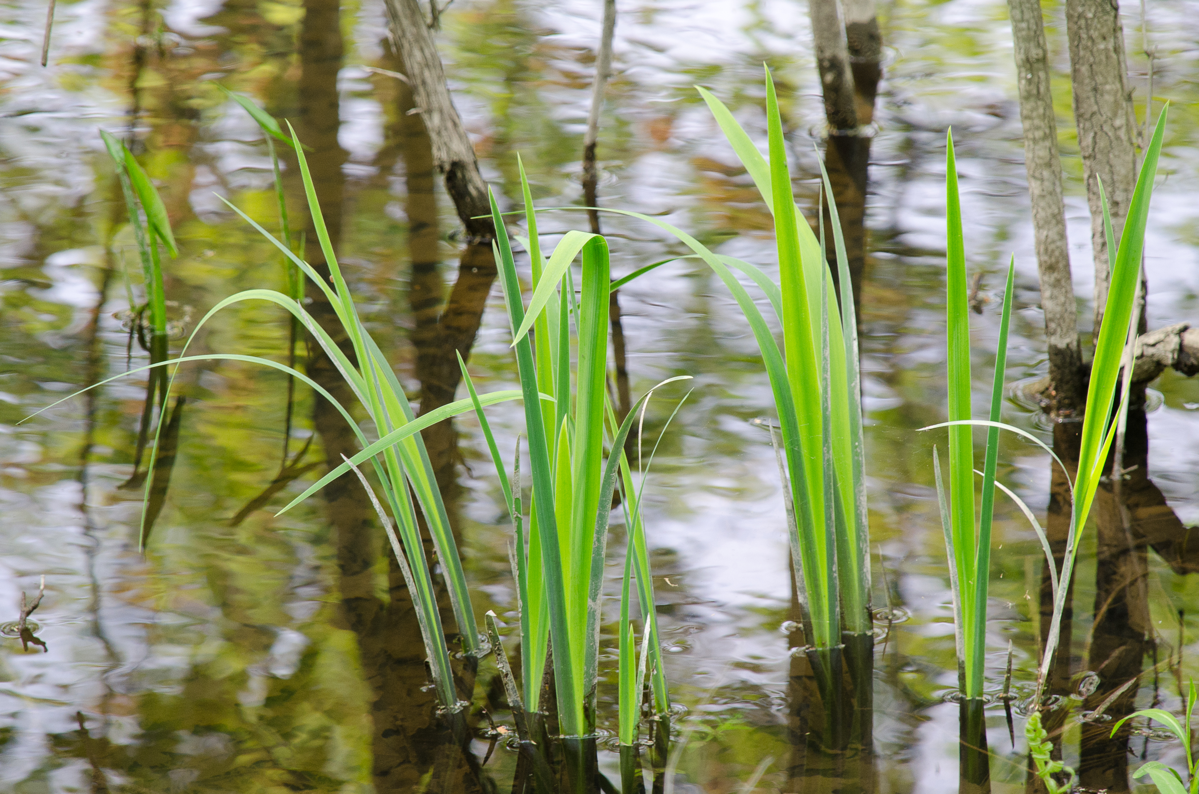 Michigan Invasive Species, Michigan Invasives, Cattails