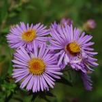 Identifying Fall Wildflowers