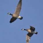 Canada geese – by Judith Lauter