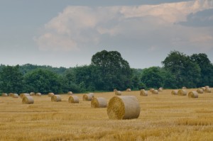 Hay field-John Lloyd