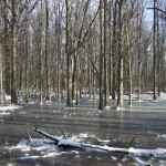 Winter Tree Identification