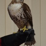 Garlic Mustard Pull and Falconry Presentation