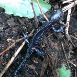 Catch Them If You Can: Salamander Dance at Black Pond Woods with Natural Area Preservation