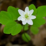 Catch Them If You Can: Spring Ephemerals at Creekshead Preserve