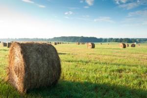 MorningHaybales-Paul Morrison