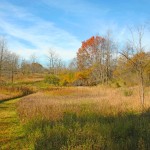 Perseid Meteor Shower at Sharon Hills Preserve, with optional add-on Medicinal Plants Walk