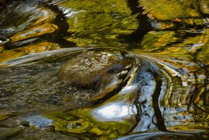 water reflection 3 - Lloyd