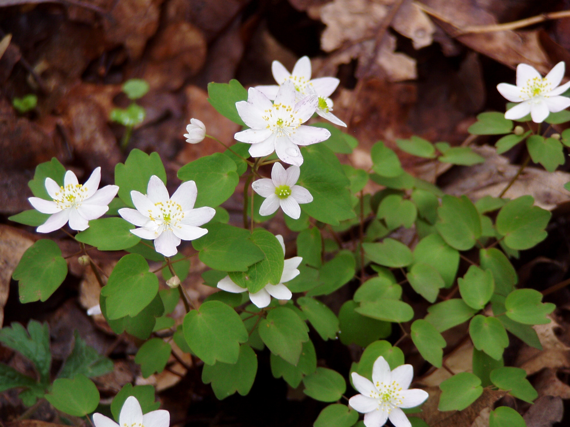 Fleeting Spring Ephemerals Legacy Land Conservancy Ann Arbor, MI