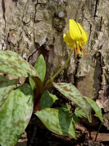 Trout Lily