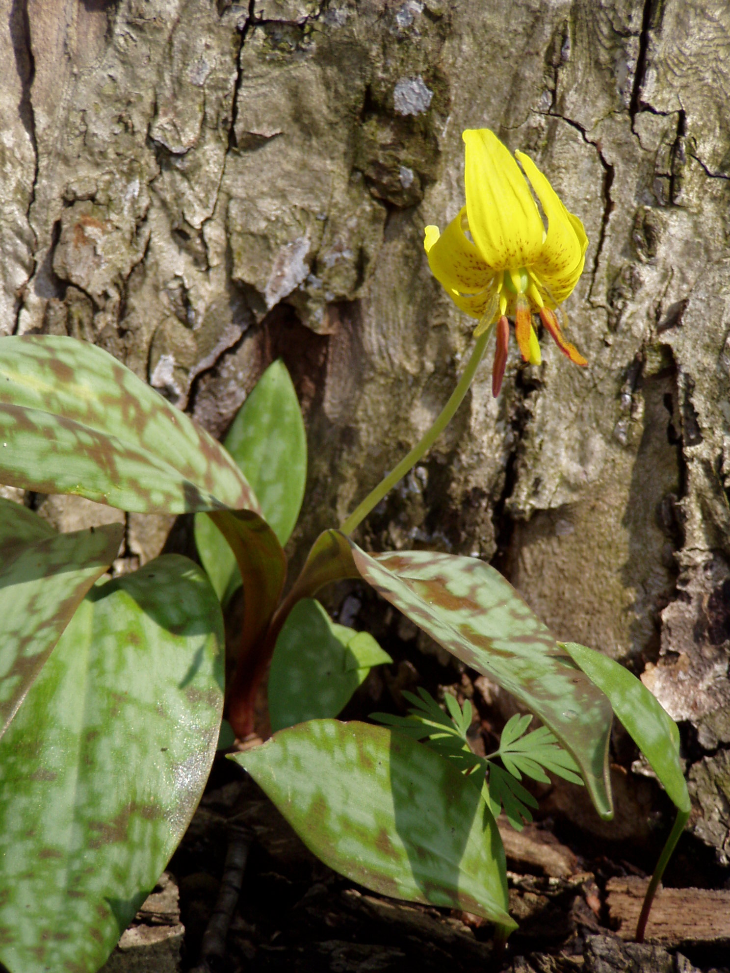 Fleeting Spring Ephemerals Legacy Land Conservancy Ann Arbor, MI