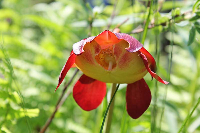 A vibrant bloom on a pitcher plant at Walden West.
