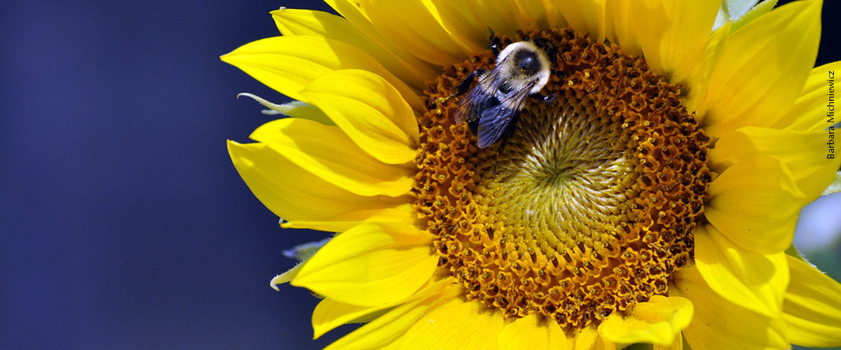sunflower-Barbara Michniewicz_web slider_with credit