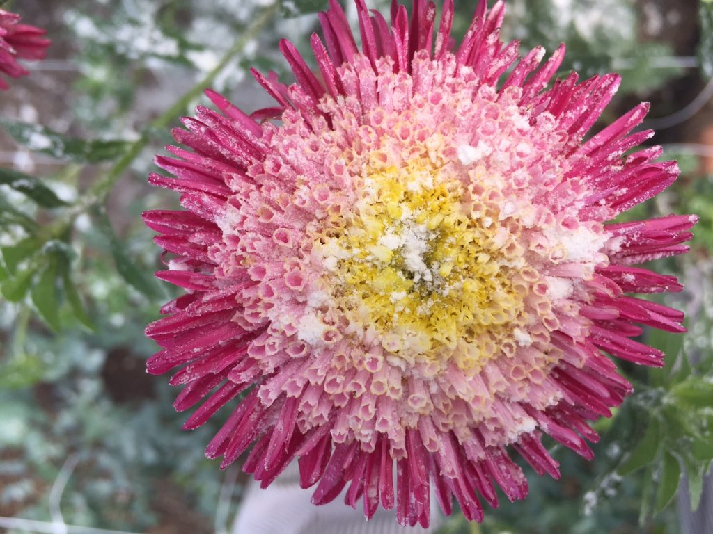 An aster dusted with flower and sprayed with garlic water in a mostly successful attempt to deter pests naturally. Photo by Trilby Becker.