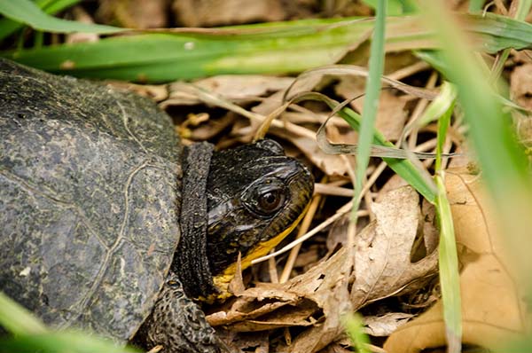 Be Aware: Turtles Crossing! - Legacy Land Conservancy | Ann Arbor, MI