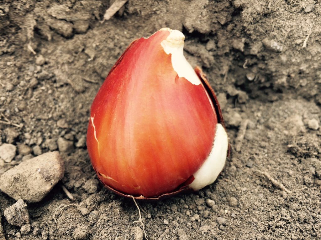 Planting bulbs, an exercise in timing and optimism Legacy Land