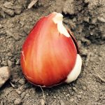 Planting bulbs, an exercise in timing and optimism