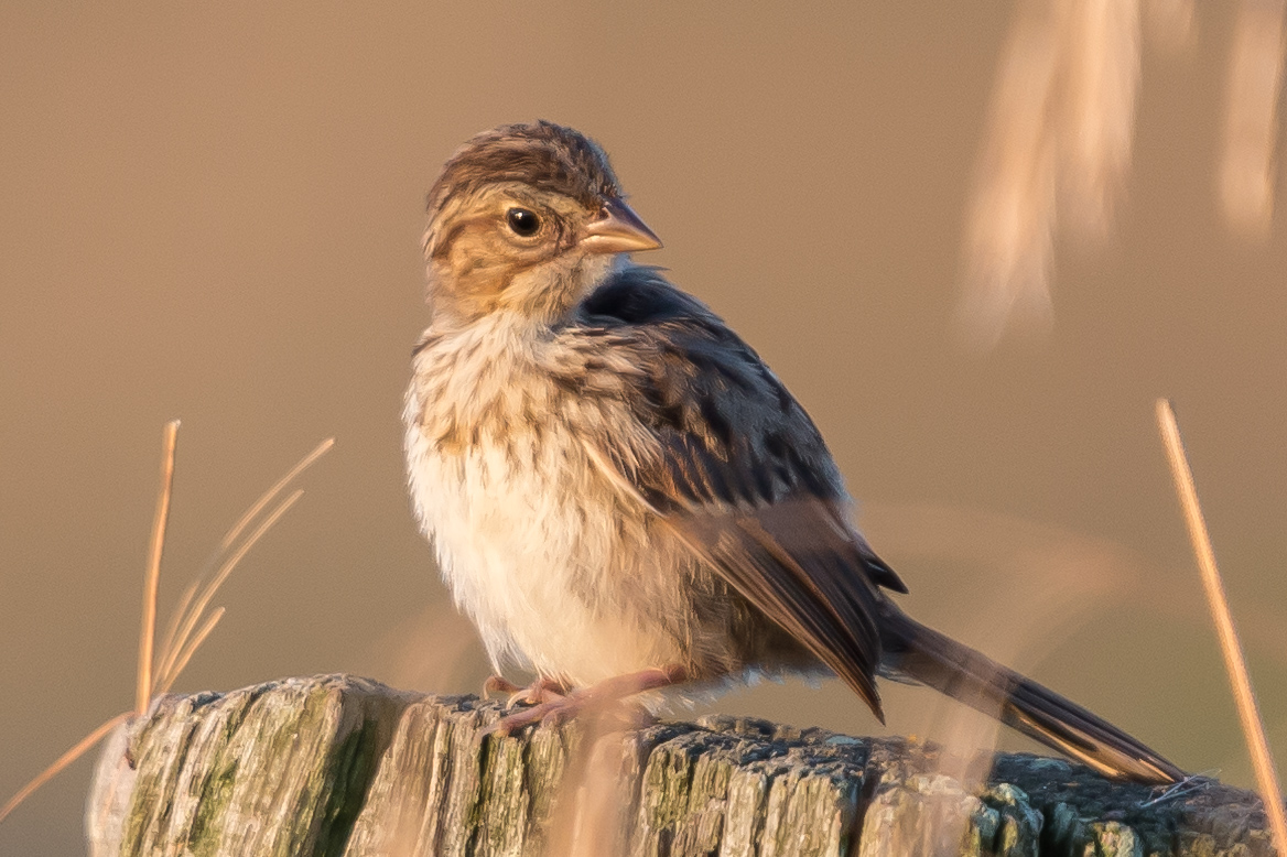 Michigan’s newest state park: a birder’s delight - Legacy Land ...