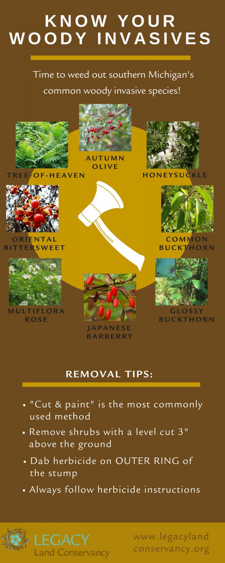 Know your woody invasive species Legacy Land Conservancy Ann Arbor, MI