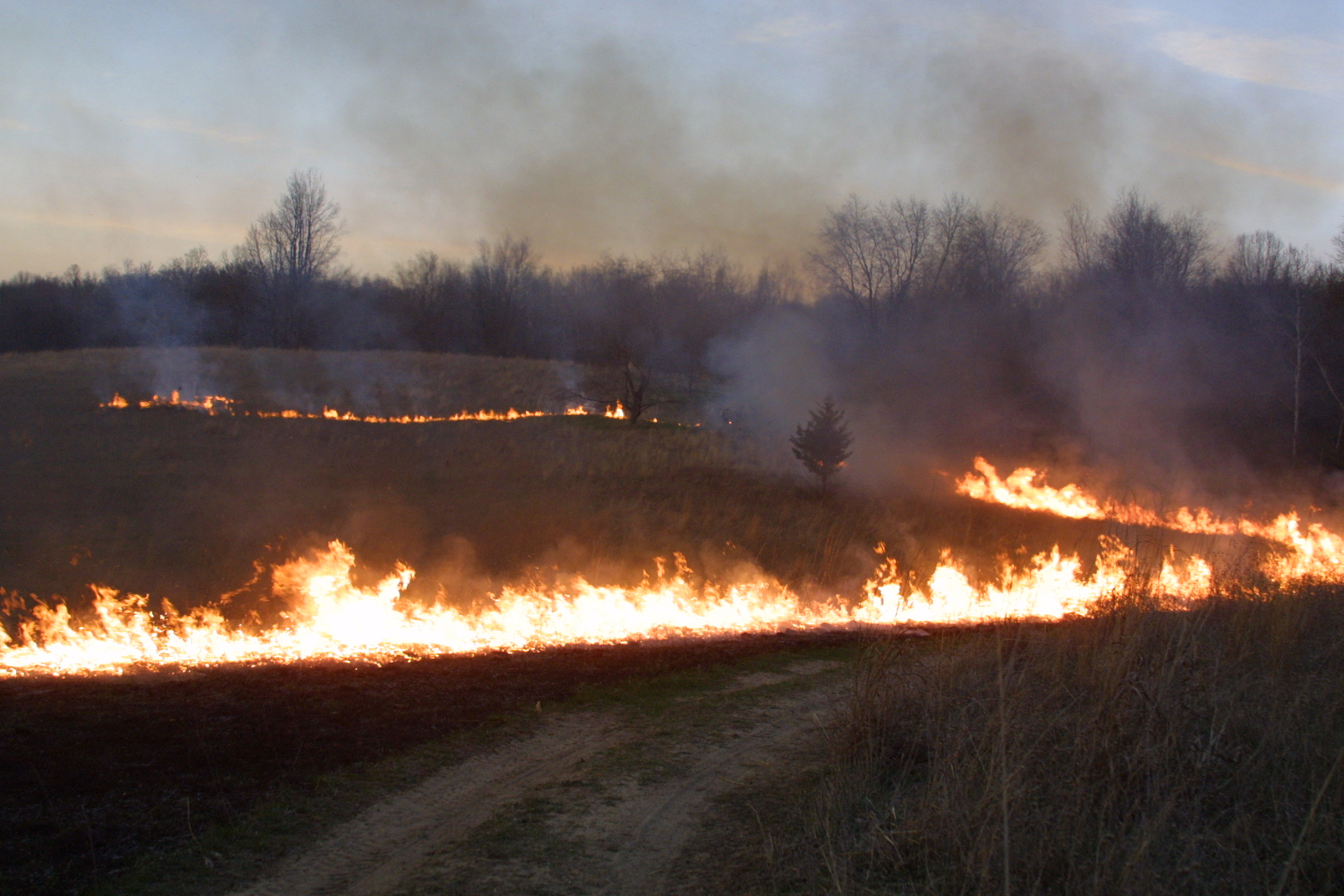 Life after prescribed burns - Legacy Land Conservancy | Ann Arbor, MI