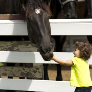 Leila feeding a horse, Callum Gray