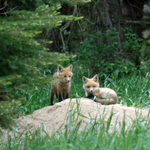 Baby foxes
