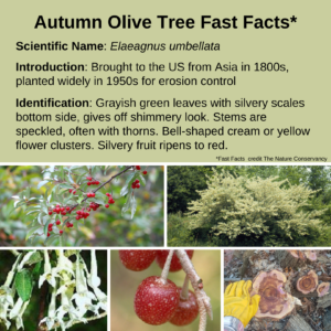 autumn olive fast facts