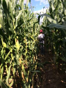 Volunteer Cathy Susan finds her way through giant corn stalks - Photo by Erika Taylor