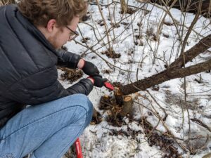 Volunteer cuts woody invasive common buckthorn