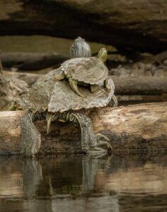 baby turtle on big turtle's back - Photo by John Lloyd