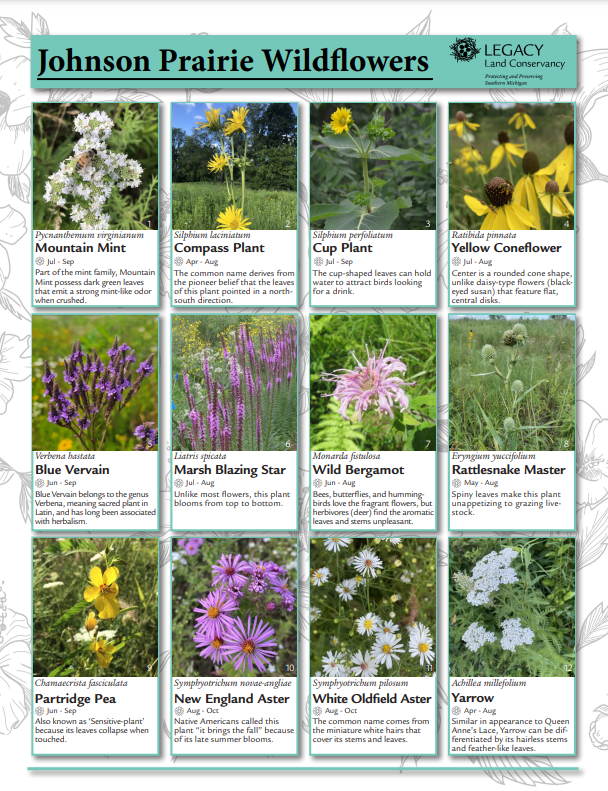 Types of Wildflowers and Their Wild Stories