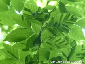 Dark, thickened stripes between leaf veins are early signs. Photo courtesy of Jim Chatfield, OSU Extension.